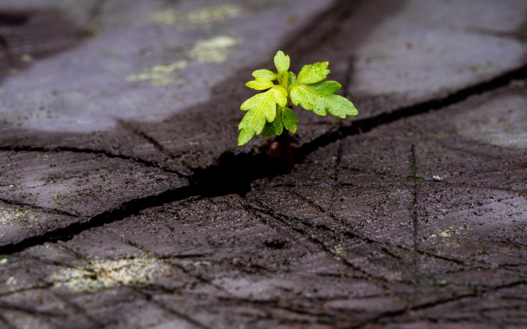 Spiritual Leadership and Conscious Use of Self – A Necessity in the 21st Century